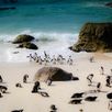 Boulders Beach en pinguins